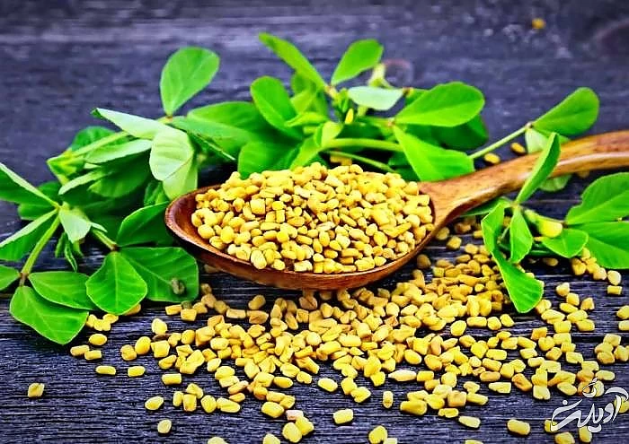 شنبلیله برای درمان گیاهی منافذ باز پوست شنبلیله